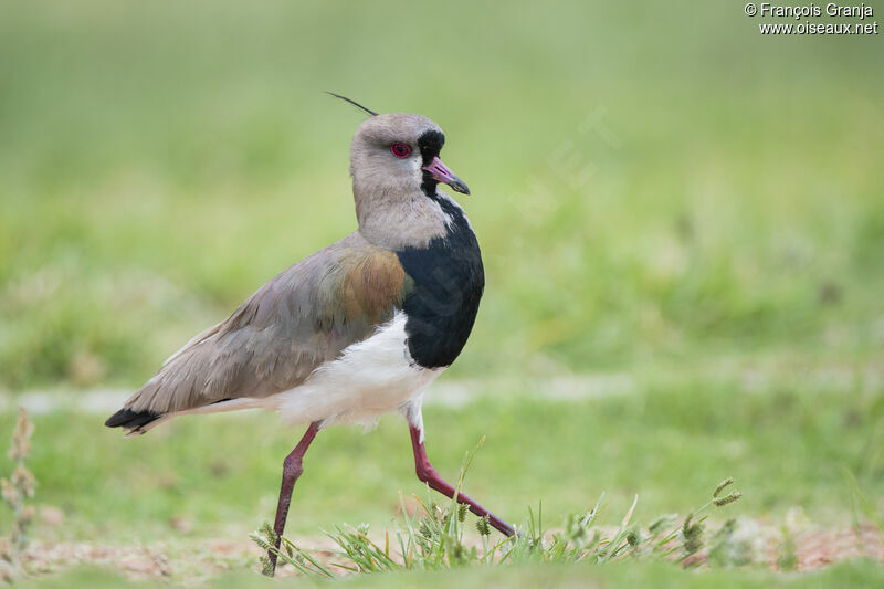 Southern Lapwing