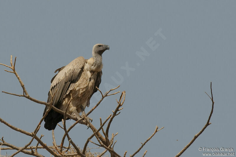 White-backed Vulture