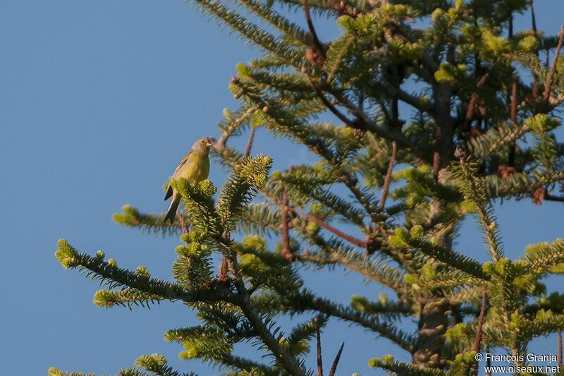 Venturon montagnardadulte