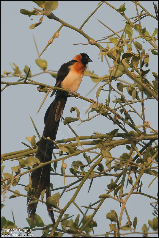 Sahel Paradise Whydah male adult breeding, identification