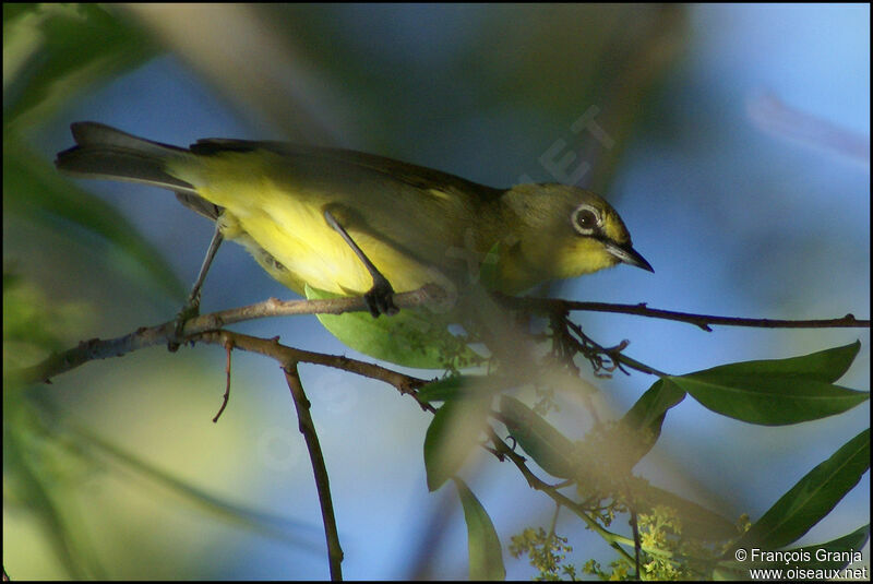 Cape White-eye