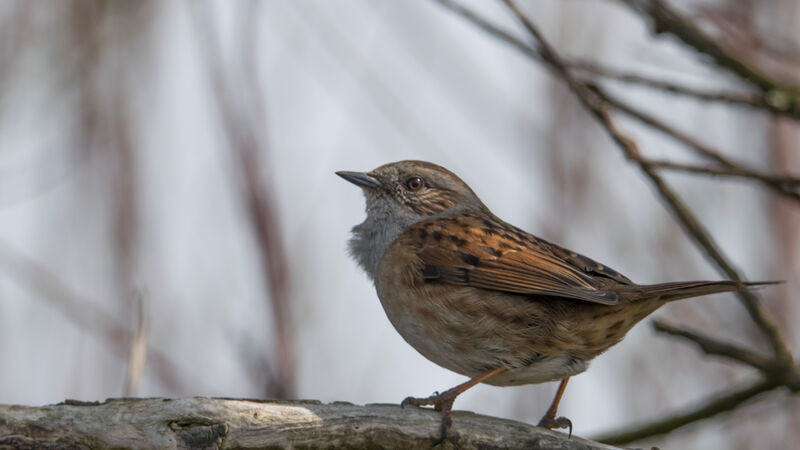 Dunnock