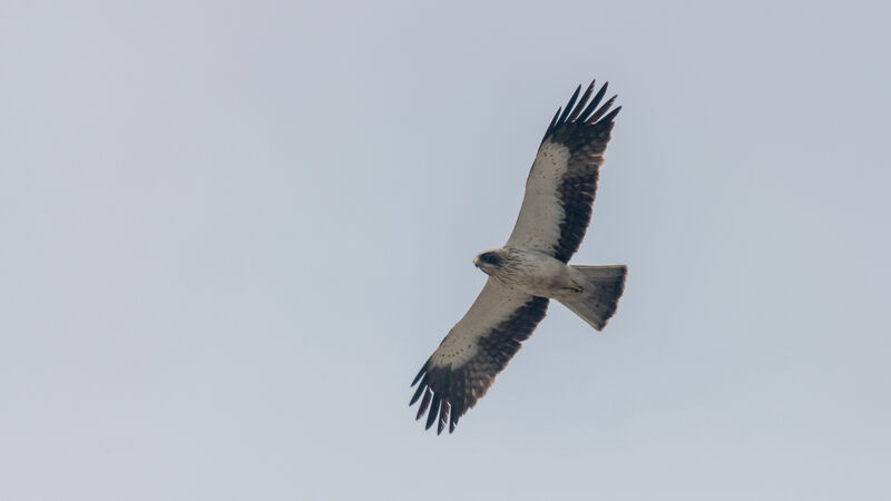 Aigle botté