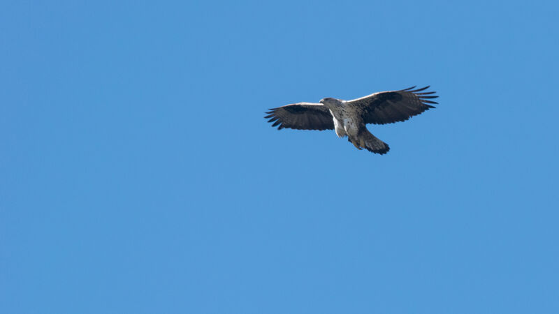 Aigle de Bonelli