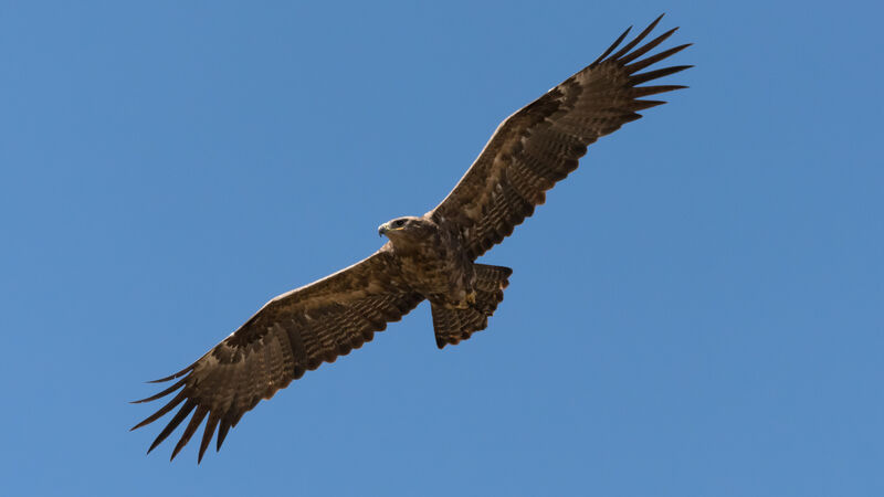 Aigle des steppesadulte