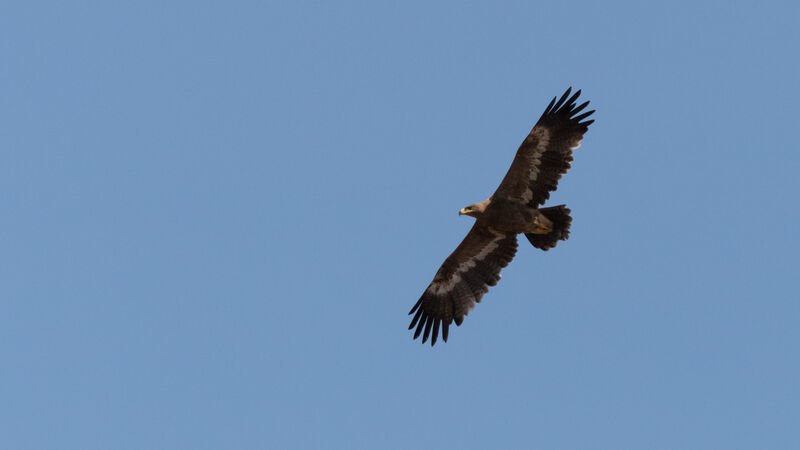 Aigle des steppes1ère année