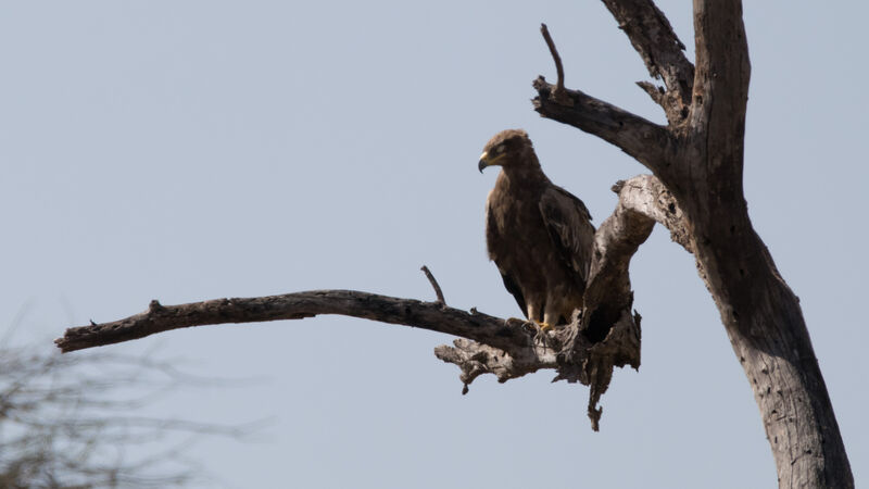 Aigle des steppes