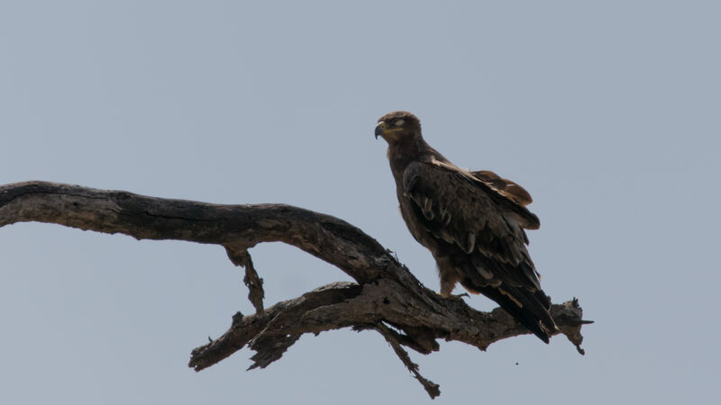 Aigle des steppes