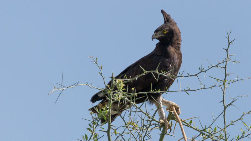 Aigle huppard mâle adulte, identification