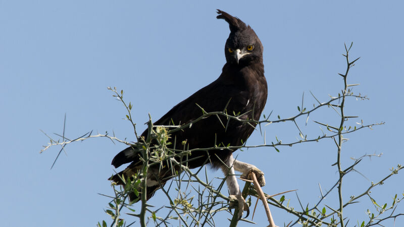 Long-crested Eagleadult, habitat