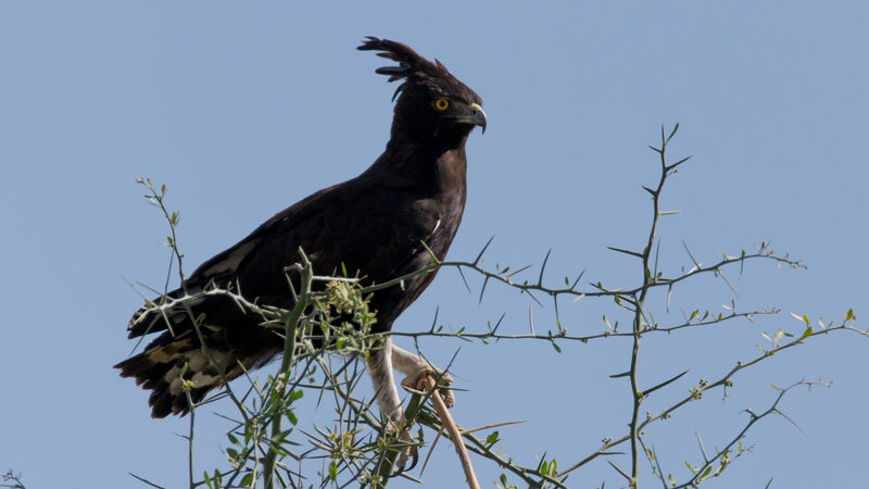 Long-crested Eagleadult, habitat