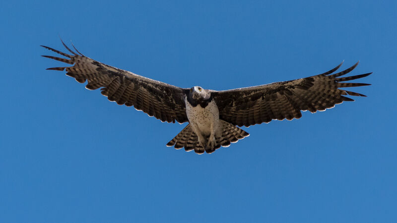 Martial Eagle