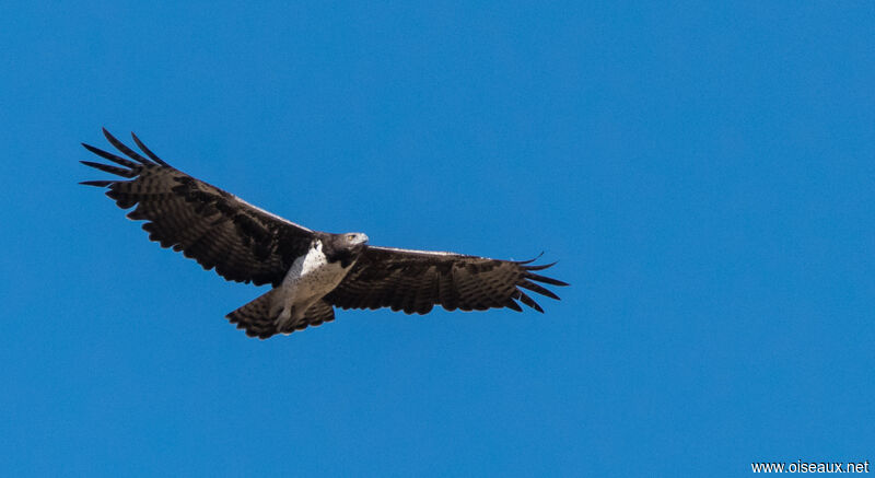 Martial Eagle