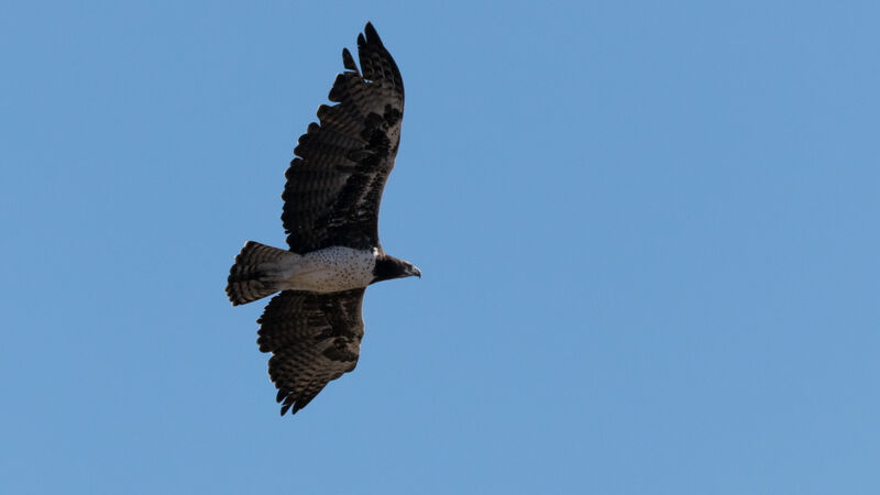 Martial Eagle