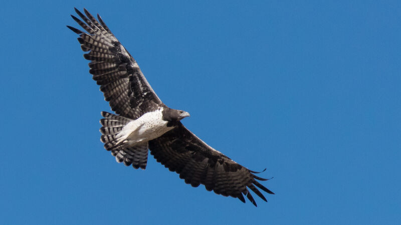 Martial Eagle