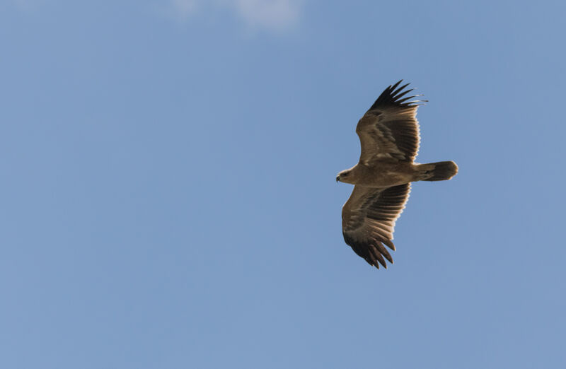 Aigle ravisseur