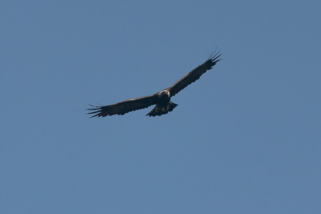 Aigle royal