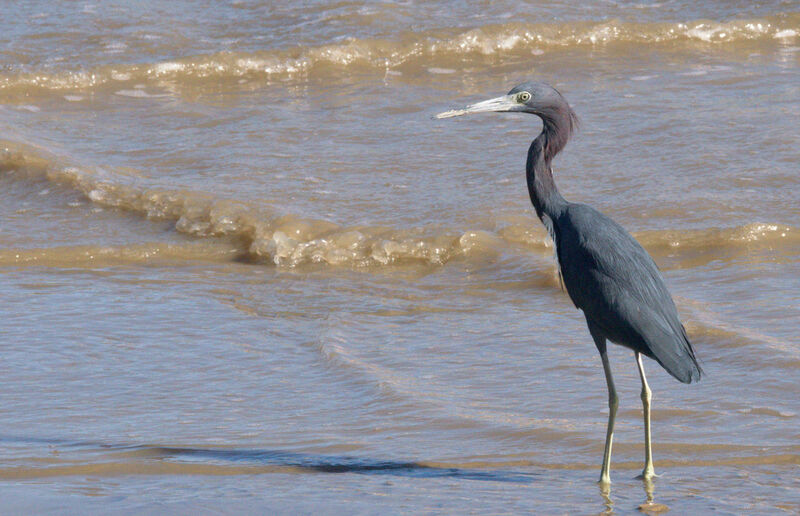 Aigrette bleue