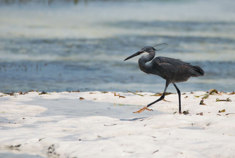 Dimorphic Egret