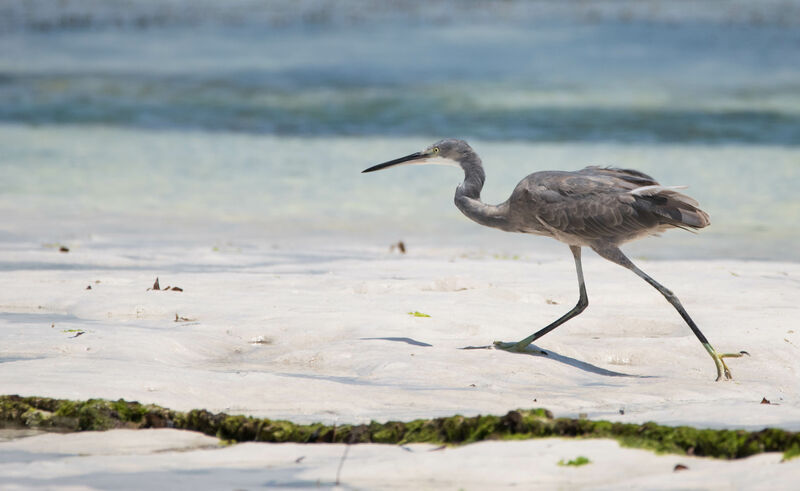 Dimorphic Egret