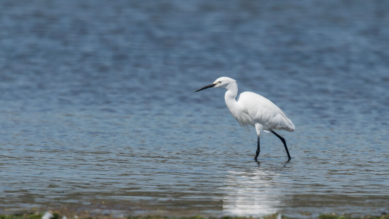 Little Egret