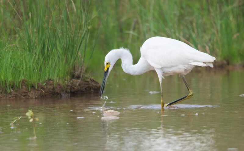 Snowy Egret