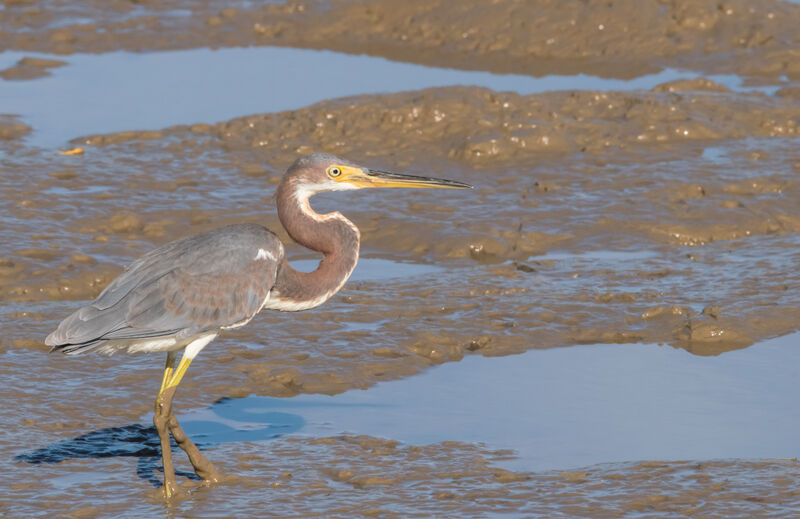 Aigrette tricolore