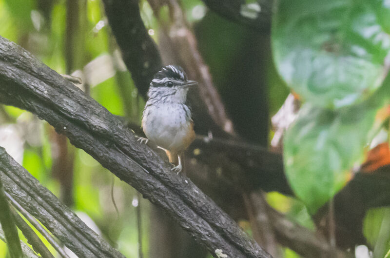 Guianan Warbling Antbird