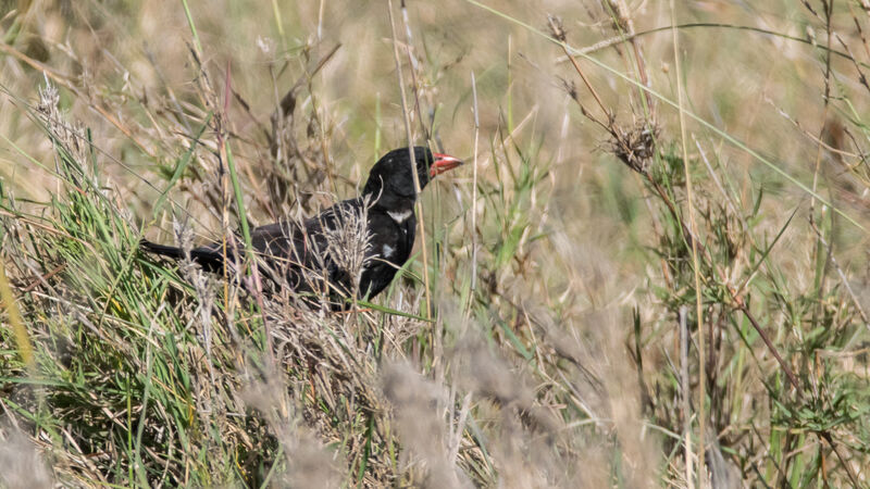 Red-billed Buffalo Weaver