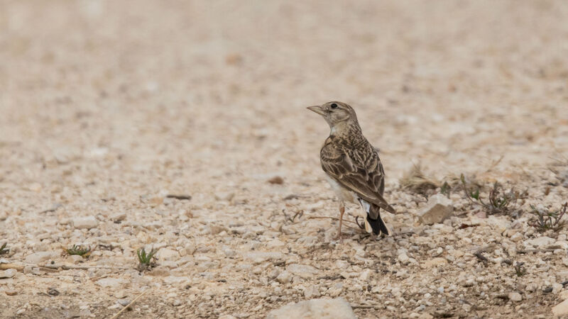 Greater Short-toed Lark