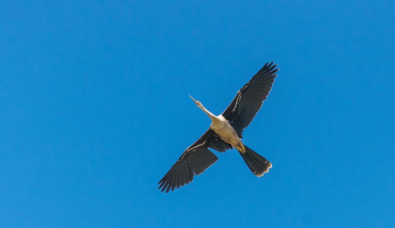 Anhinga d'Amérique