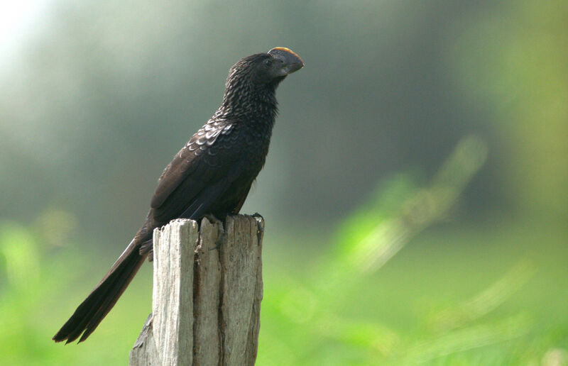 Smooth-billed Ani