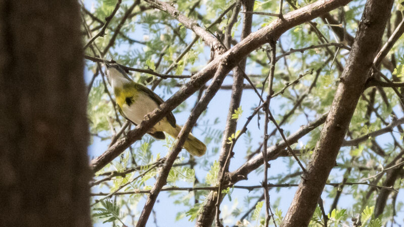 Apalis à gorge jaune