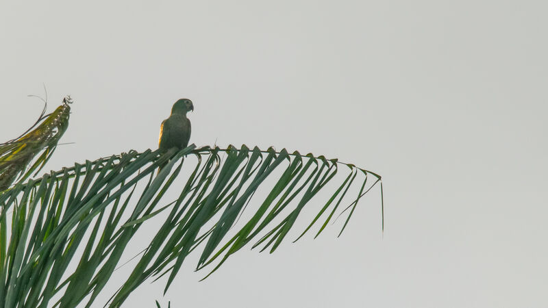 Red-bellied Macaw