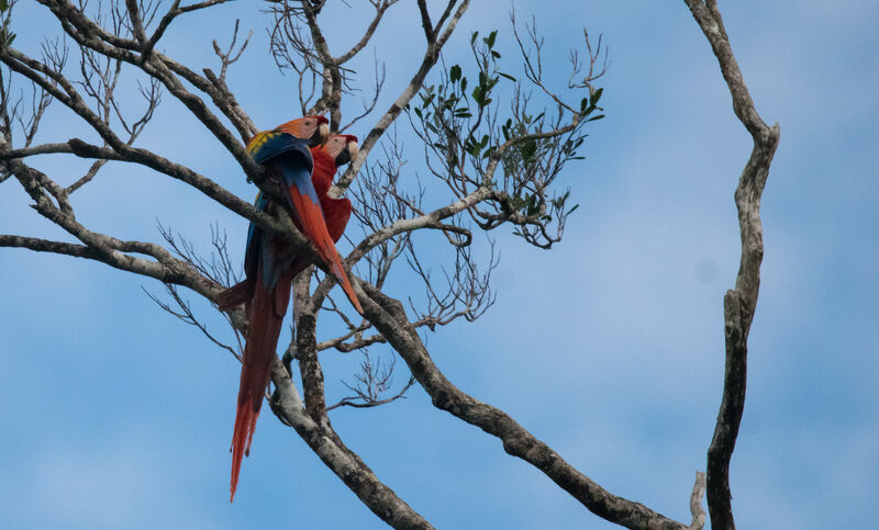 Scarlet Macaw