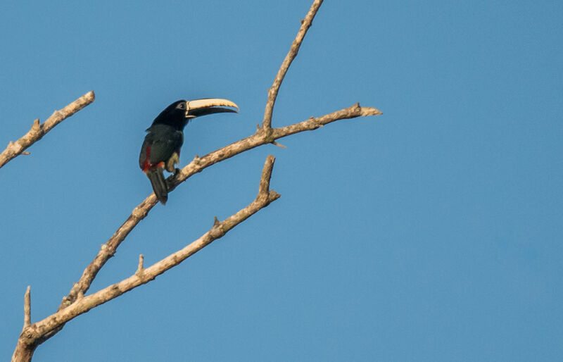 Black-necked Aracari