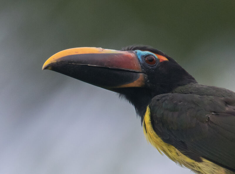 Green Aracari