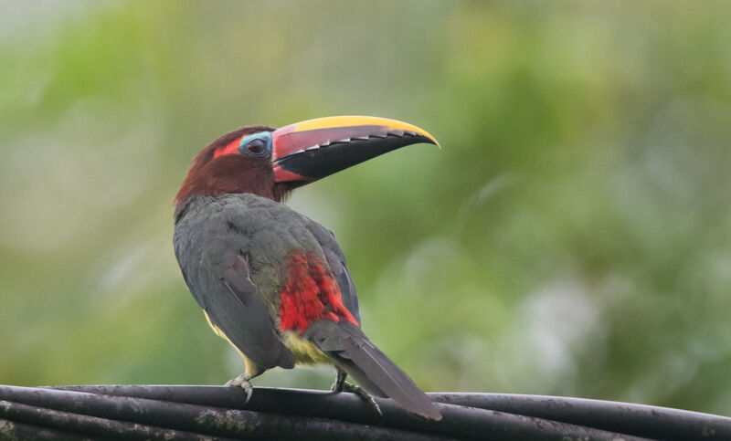 Green Aracari