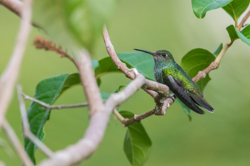 Glittering-throated Emerald