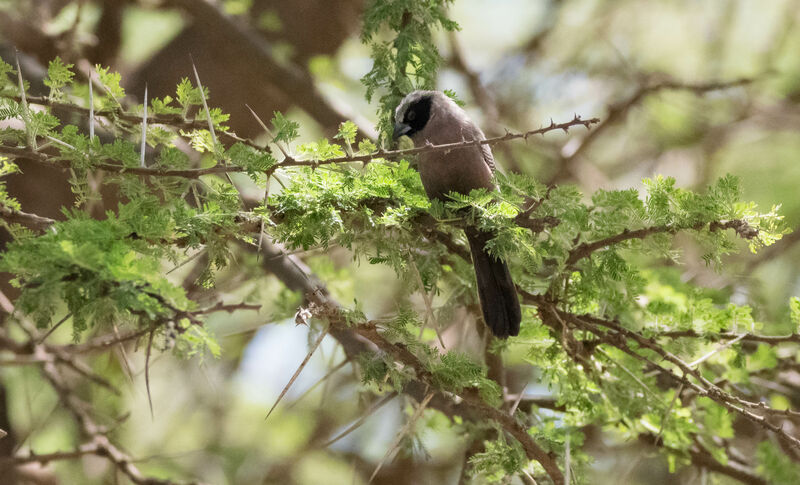 Black-faced Waxbill