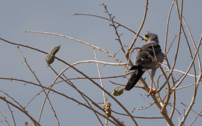 Autour à ailes grises