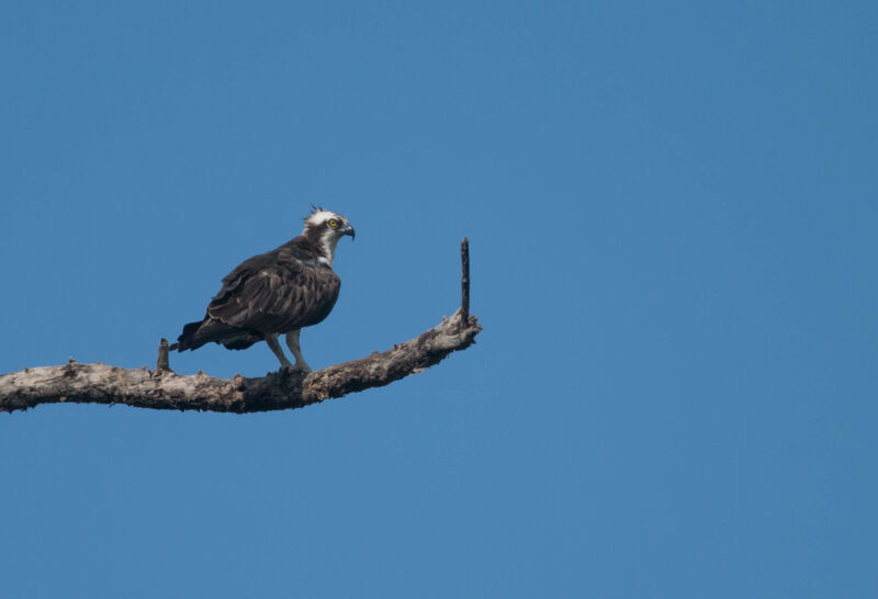 Osprey