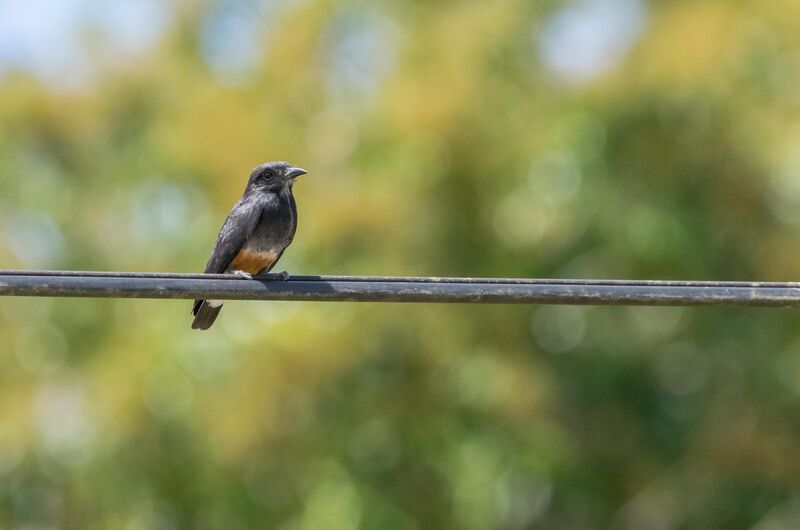 Swallow-winged Puffbird