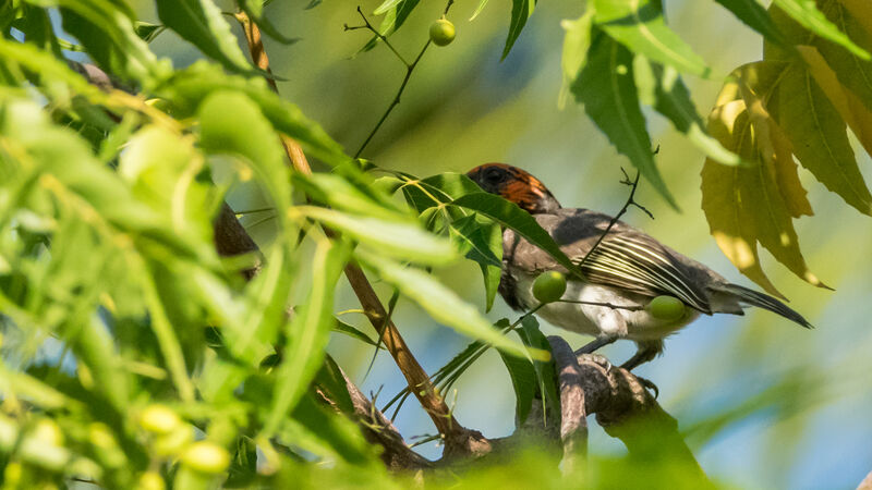 Black-collared Barbet