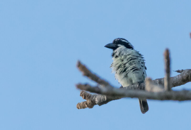 Spot-flanked Barbet