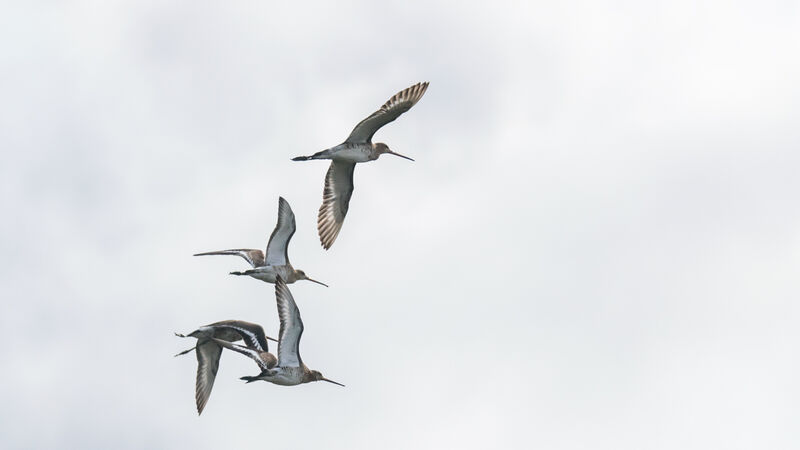 Black-tailed Godwit