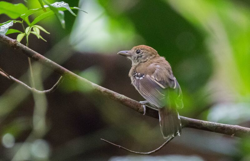 Northern Slaty Antshrike