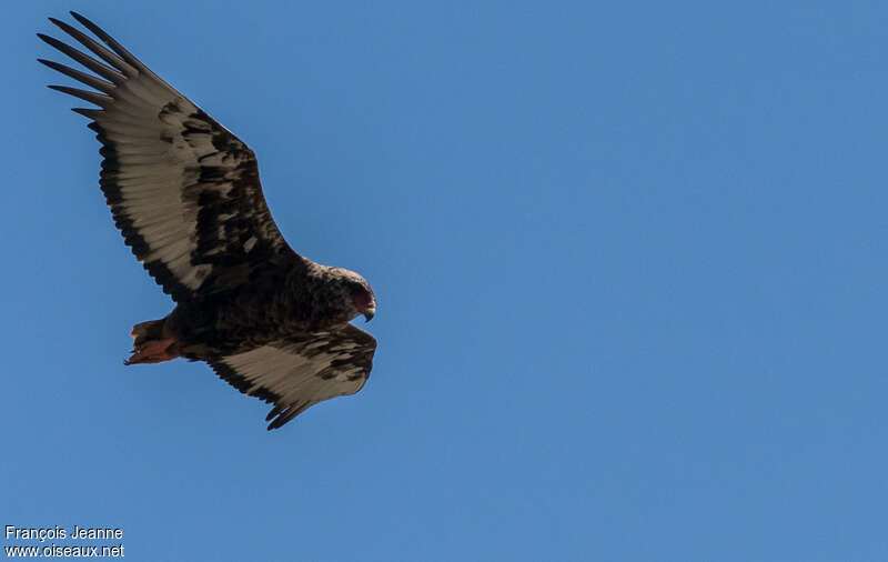 Bateleurimmature, pigmentation, Flight