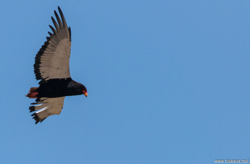 Bateleur des savanes