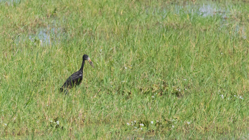 African Openbill